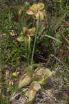 Purple pitcherplant